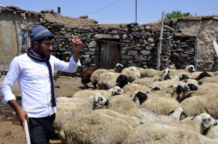 ÖSYM’nin hatası çoban Ahmet’in hayallerini yıktı