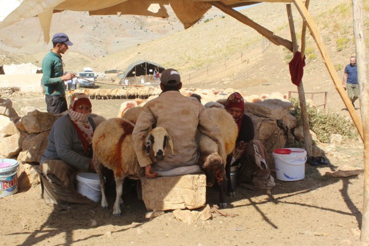 Küçükbaş hayvan yetiştiricilerine süt kovası dağıtıldı