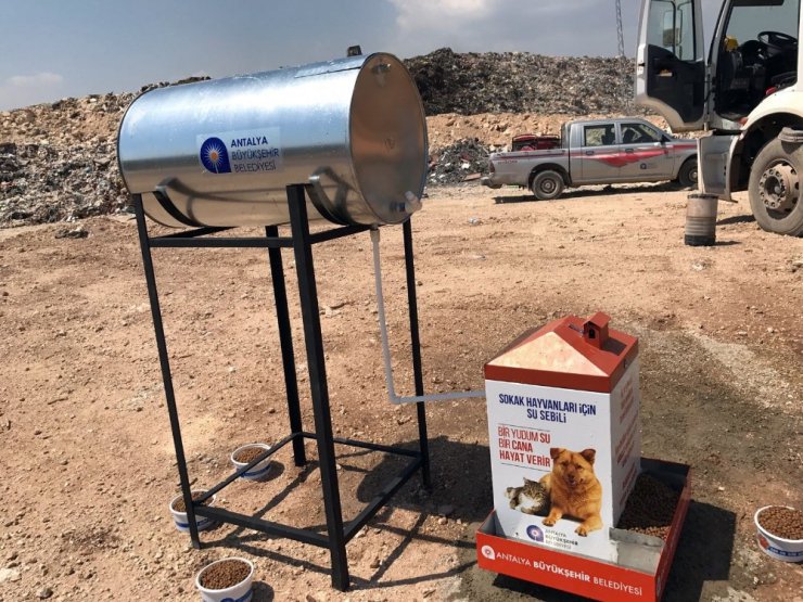Belediyeden çöp arıtma tesislerinde sokak hayvanları için özel beslenme sistemi