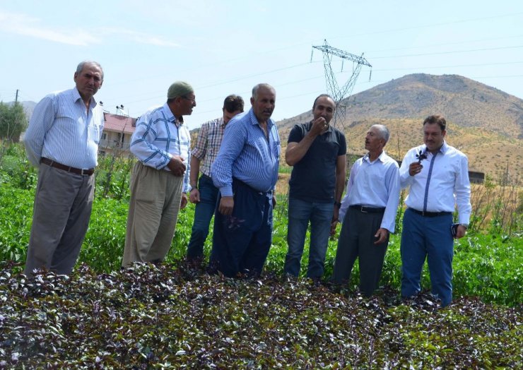 Bitlis’te ‘Yerli Tohum Projesi’ hayata geçirildi