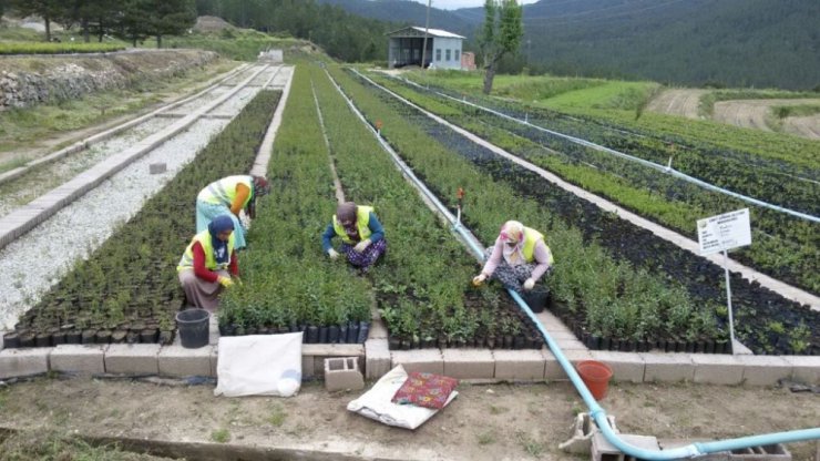 Hisarcık Fidanlık Şefliğinde 1,5 milyon fidan üretimi