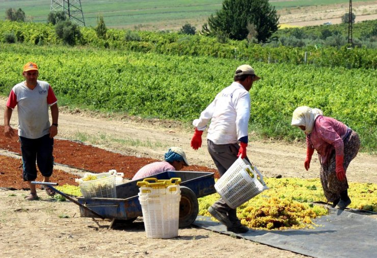 Üzüm üreticisine ’Erken hasat’ uyarısı