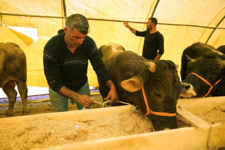 Yenimahalle’de Kurban Bayramı telaşı başladı