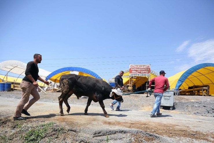 Yenimahalle’de Kurban Bayramı telaşı başladı