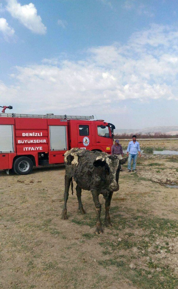 Bataklığa saplanan ineği itfaiye kurtardı