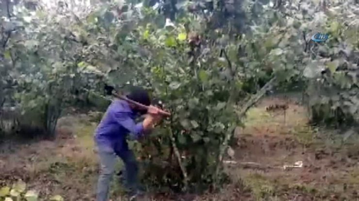 Fındık üreticisinin fiyat tepkisi