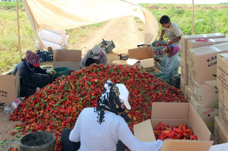 İsot hem ağızları hem de cepleri yakacak