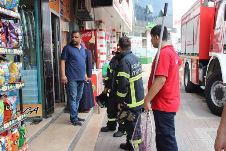 Büfeye giren gelinciği telefondan çıkarttıkları hayvan sesleriyle aradılar