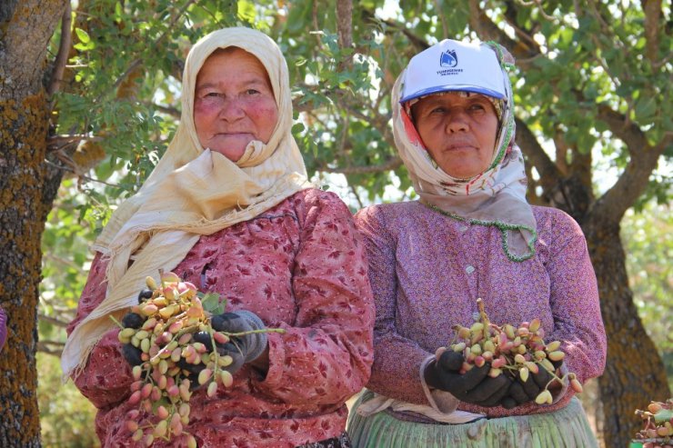 Antep’in fıstığı Manisa’dan