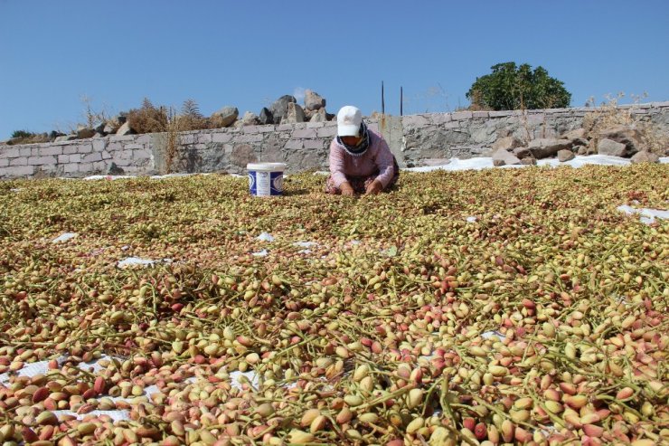 Antep’in fıstığı Manisa’dan