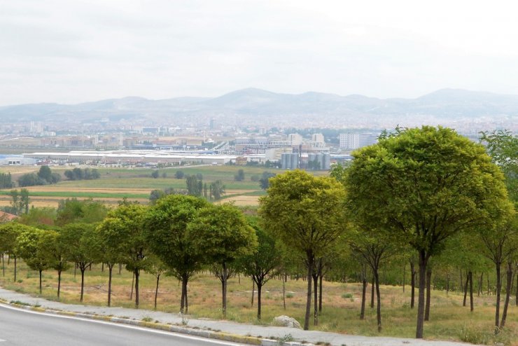 Çorum Belediyesi 17 bin fidanı toprakla buluşturacak