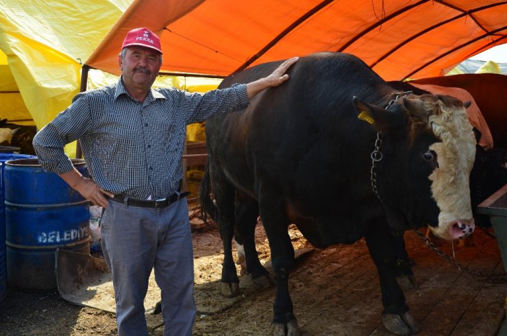 Pursaklar’da kurbanlık satışları başladı