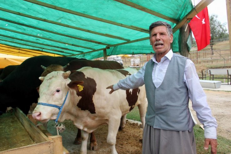 Kurbanlık hayvanlar görücüye çıktı