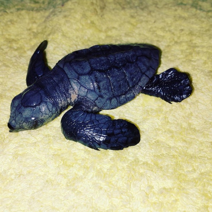 Martıdan kurtulan yavru caretta caretta yaşama tutundu