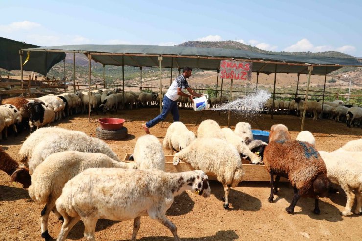 Bayraklı Kurban Bayramına hazır