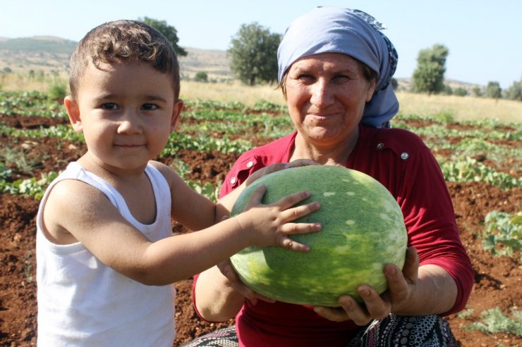 Sulama olmayan köyde yağmur suyu ile organik kavun yetişiyor