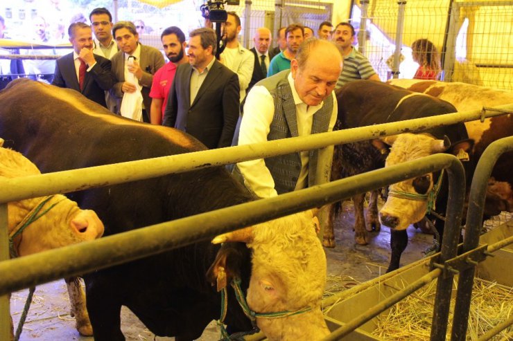 Kadir Topbaş, İBB Alibeyköy Kurban Satış ve Kesim Merkezi’nde inceleme yaptı