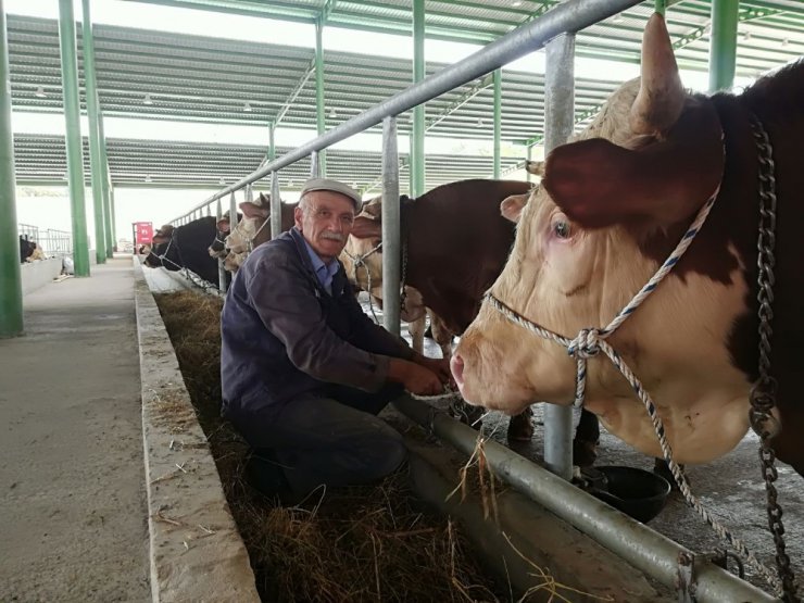 İzmit’te kurbanlıklar pazara indi