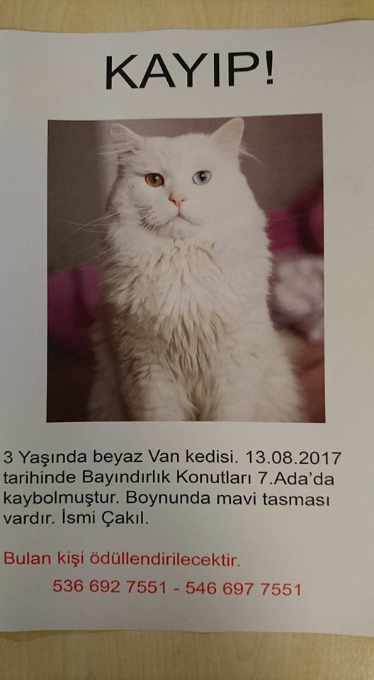 Üniversiteli öğrenci kaybolan kedisini bulana ödül verecek