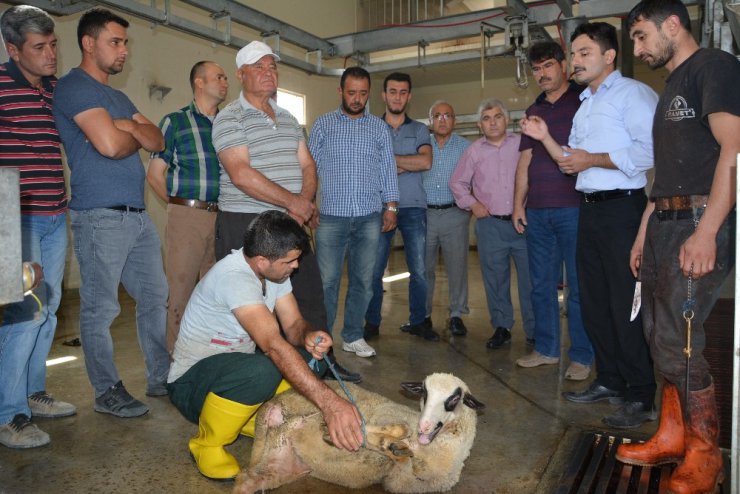 Korkuteli’nde kurban kesim kursu tamamlandı