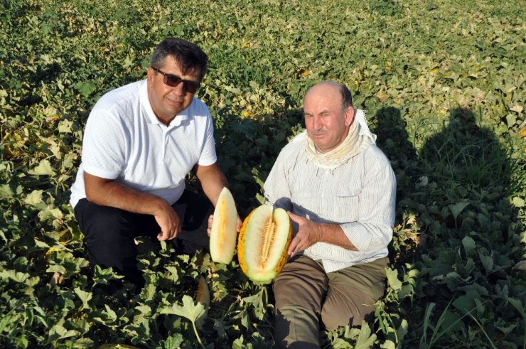 Kırkağaç kavununda ilk hasat yapıldı