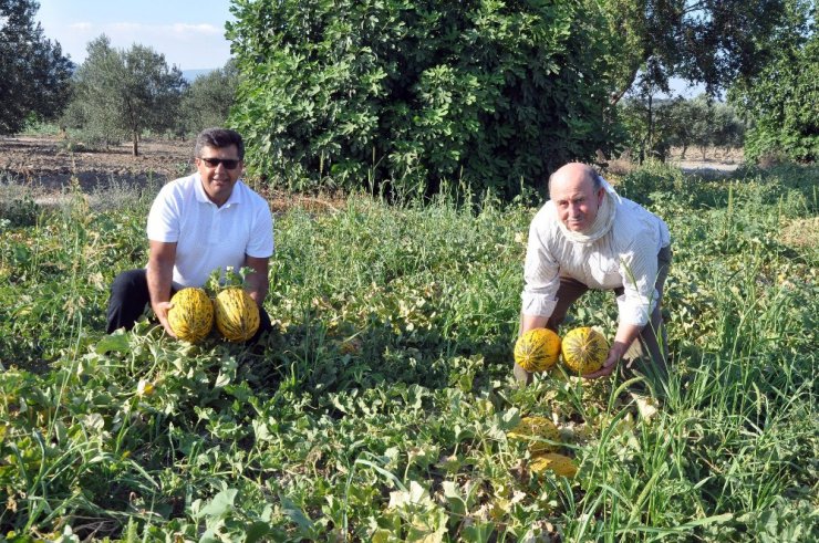 Kırkağaç kavununda ilk hasat yapıldı