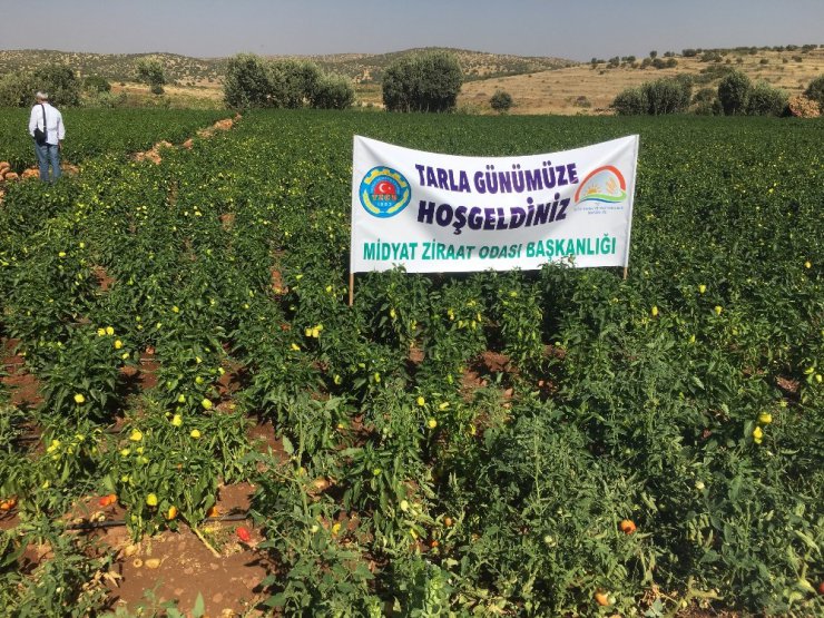 Midyat’ta tarla günü etkinliği düzenlendi