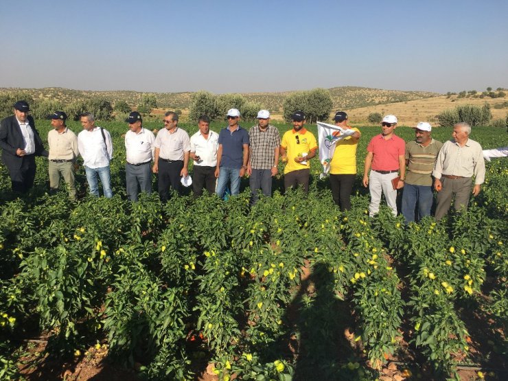 Midyat’ta tarla günü etkinliği düzenlendi