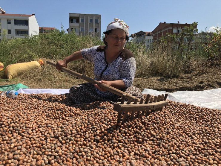 Üretici fındık fiyatına tepkili