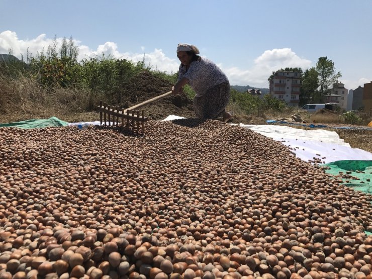 Üretici fındık fiyatına tepkili