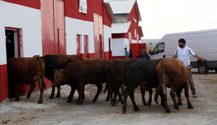 Doğu Anadolu’dan Batı illerine kurbanlık sevkıyatı başladı