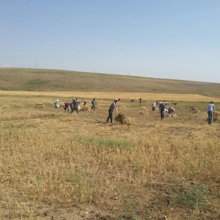 Kaymakam tırpan çekerek hasat yaptı