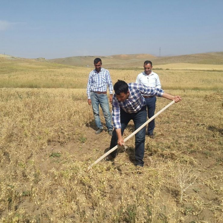 Kaymakam tırpan çekerek hasat yaptı