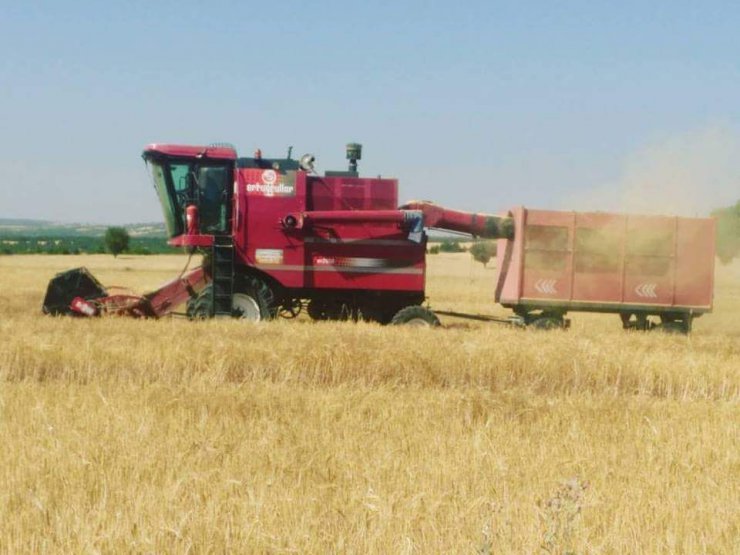 Altıntaş’ta arpa ve buğday hasadı üreticinin yüzünü güldürdü