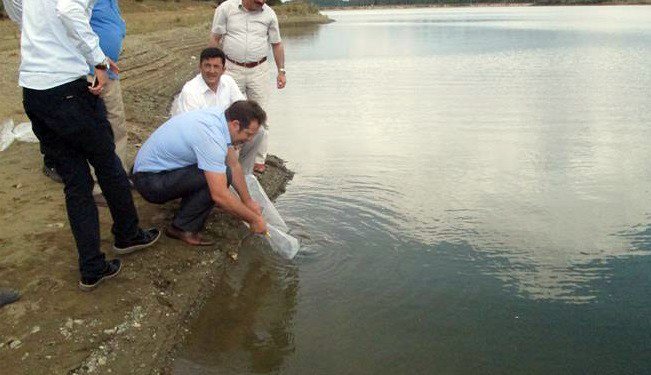 Bilecik’teki göletlere 58 bin 500 adet pullu sazan yavrusu salındı