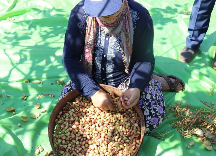 Davullu zurnalı Antep fıstığı hasadı