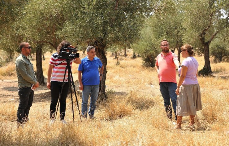 ADÜ’nün zeytinleri medyaya taşınıyor