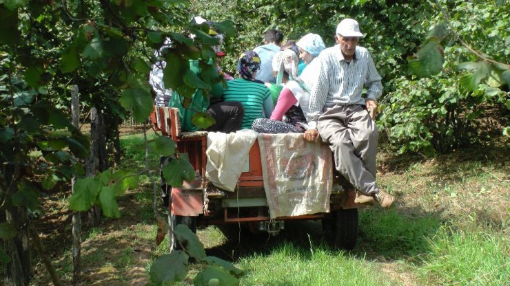 Fındık işçilerinin zor yaşamı