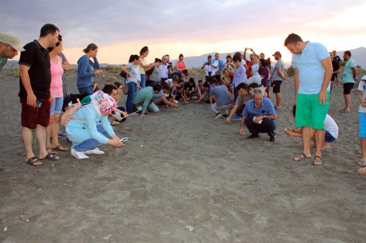 Hatay’da yavru caretta carettalar denizle buluştu