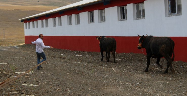 Kaçan kurbanlıklar sahiplerine zor anlar yaşattı