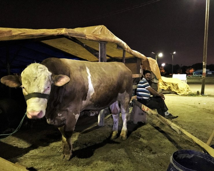 Kurbanlıklarla koyun koyuna uyuyorlar