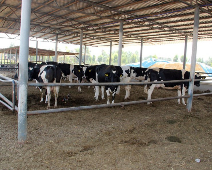 Türk bilim adamları Kurban Bayramında kesilen hayvanın acı çekip çekmediğini araştırdı