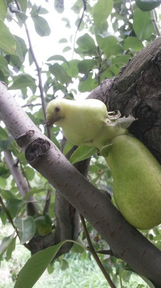 Kuş değil armut