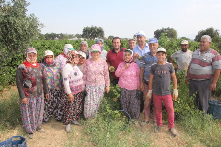 Başkan Soylu üzüm kesti