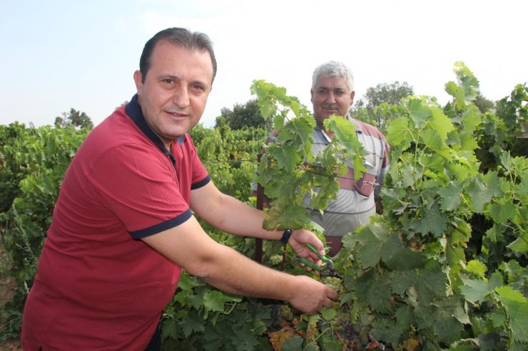 Başkan Soylu üzüm kesti