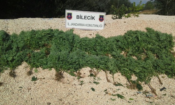 157 kök kenevir bitkisi ele geçirildi