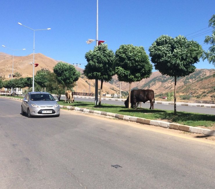 Refüjler ineklere otlak yerleri oldu