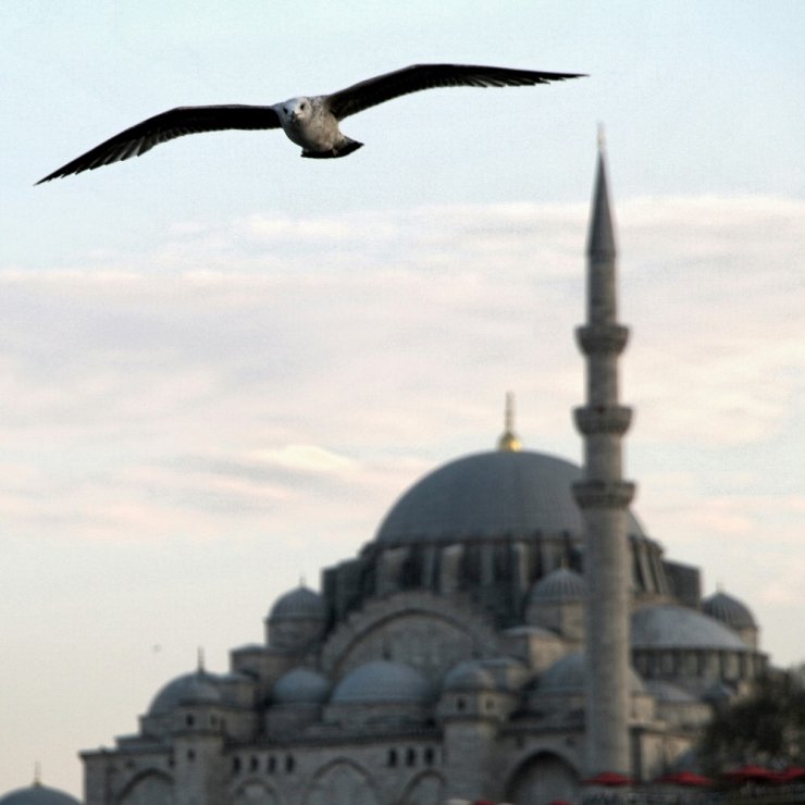 Boğaz’ın simgesi martıların balık ziyafeti kamerada