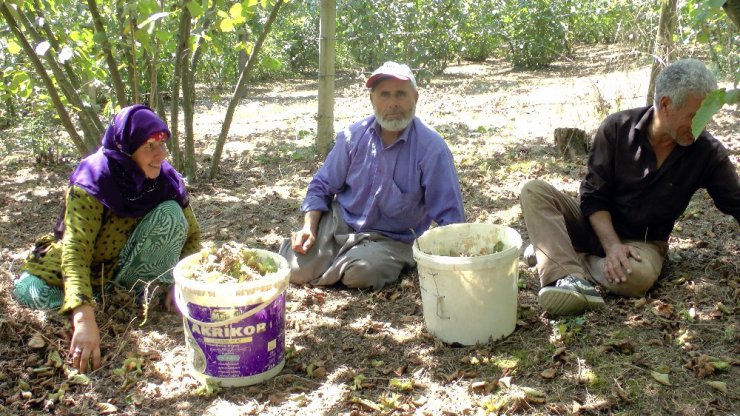 Fındık işçileri, Sakarya’daki kazanın son olmasını istiyor