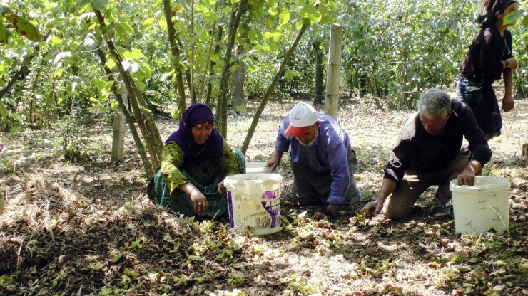 Fındık işçileri, Sakarya’daki kazanın son olmasını istiyor